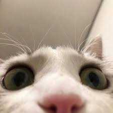 Mi Foto
